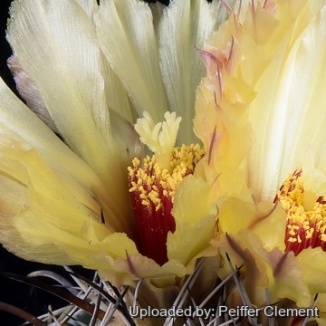 Coryphantha borwigii