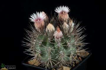 Eriosyce bulbocalyx
