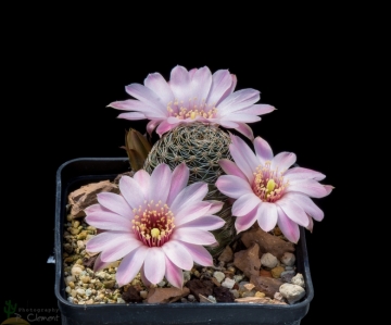 Rebutia canacruzensis