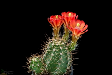 Echinocereus roemeri