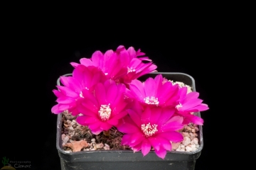 Rebutia canigueralii