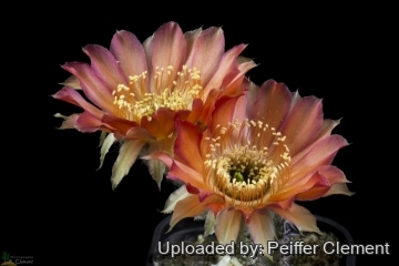 Echinopsis amblayensis
