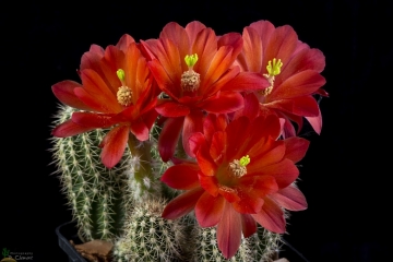 Echinocereus polyacanthus subs. huitcholensis