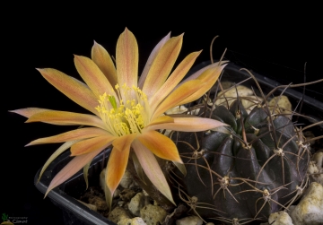 Echinopsis scheeri
