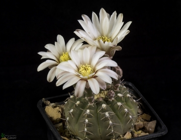 Gymnocalycium quehlianum