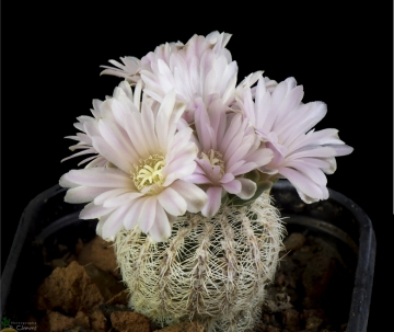 Gymnocalycium bruchii var. niveum