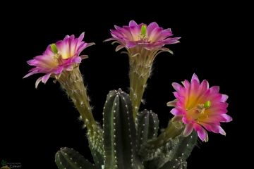 Echinocereus scheeri var. gentryi cv. Cucumis
