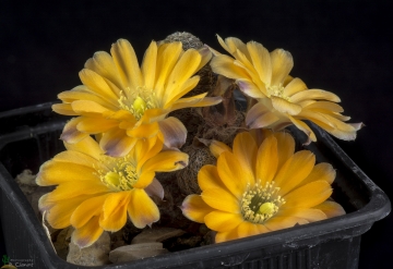 Rebutia minor