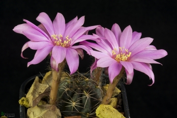 Echinopsis backebergii subs. wrightiana