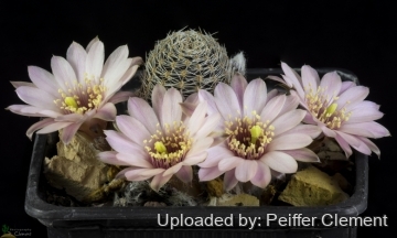 Rebutia canacruzensis