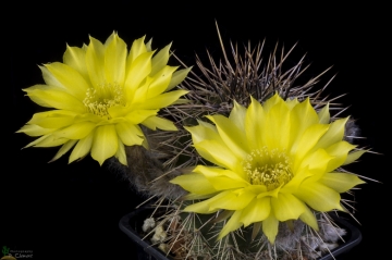Echinopsis aurea subs. fallax