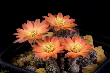 Rebutia pygmaea