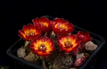 Sulcorebutia tarabucoensis