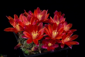Rebutia spegazziniana var. atroviridis