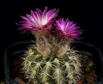 Islaya divaricatiflora