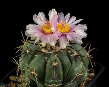Echinocactus horizonthalonius var. minimus