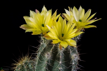 Echinocereus subinermis subs. ochoterenae