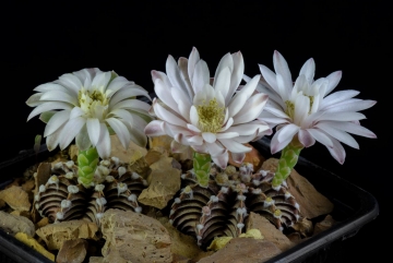 Gymnocalycium friedrichii