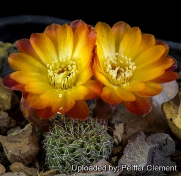 Sulcorebutia tarabucoensis var. aureiflora