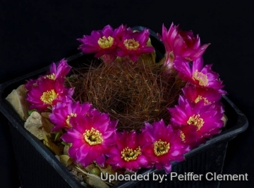 Sulcorebutia frankiana