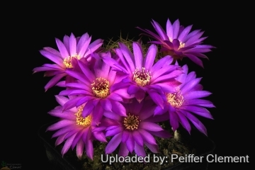 Sulcorebutia roberto-vasquezii