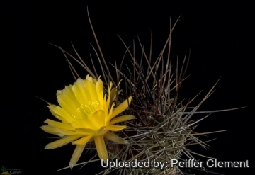 Echinopsis lateritia var. cotagaitensis