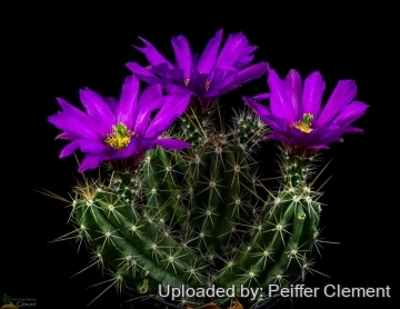 Echinocereus enneacanthus subs. brevispinus