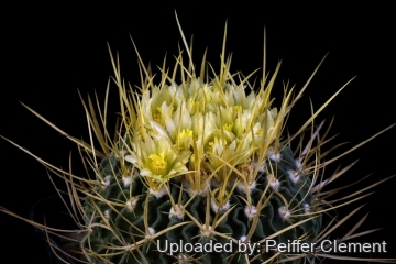 Stenocactus sulphureus
