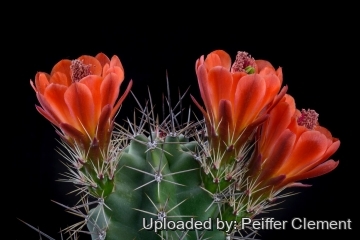 Echinocereus triglochidiatus