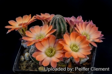 Rebutia torquata