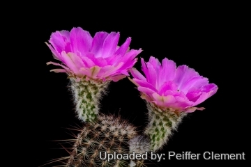 Echinocereus reichenbachii subs. armatus