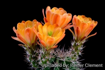 Echinocereus coccineus var. gurneyi