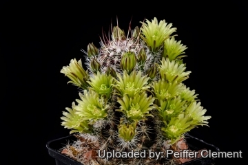 Echinocereus viridiflorus cowperii