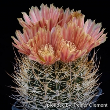 Eriosyce curvispina
