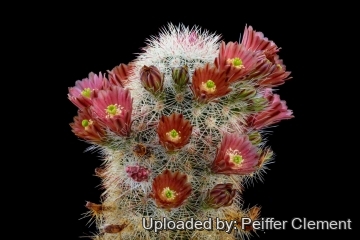 Echinocereus russanthus subs. fiehnii