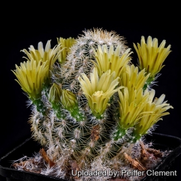 Echinocereus viridiflorus subs. correllii