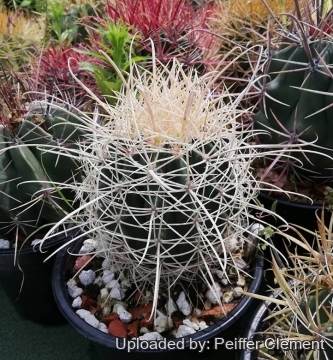 Ferocactus acanthodes f. albispinus