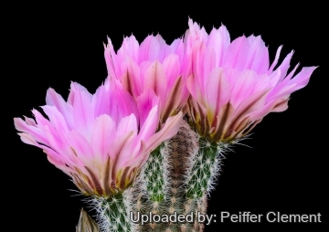 Echinocereus pectinatus
