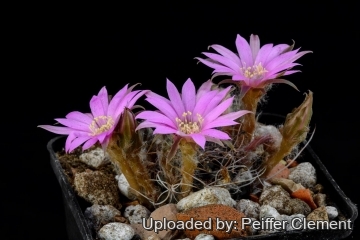 Lobivia wrightiana f. chilensis