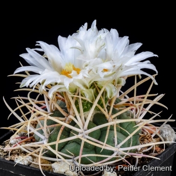Thelocactus hexaedrophorus subs. lloydii
