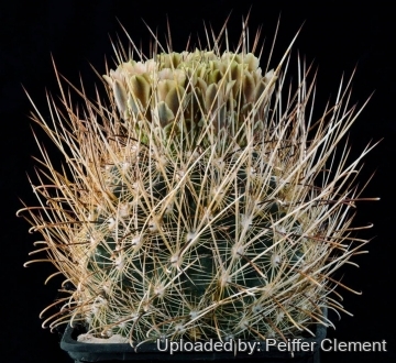 Sclerocactus scheeri