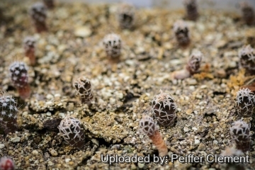 Pediocactus peeblesianus
