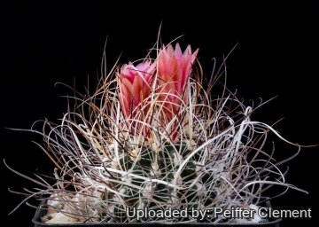Sclerocactus spinosior subs. schlesseri