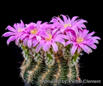 Echinocereus adustus subs. schwarzii