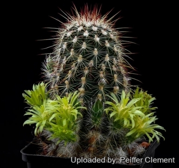 Echinocereus milleri