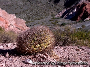 Gymnocalycium saglionis