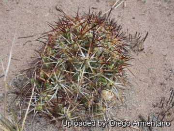 Maihueniopsis glomerata