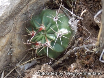 Echinopsis ferox