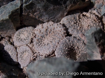 Blossfeldia liliputana