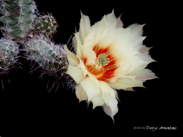 Echinocereus papillosus